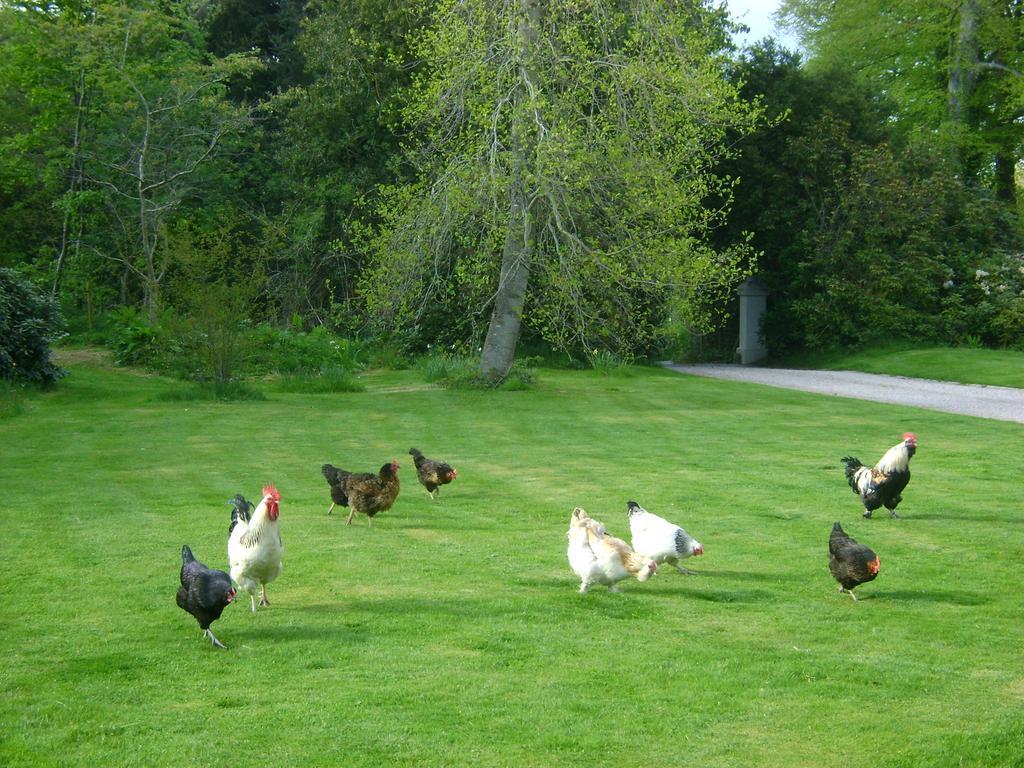 The Forest Country House B&B Newtown  Dış mekan fotoğraf